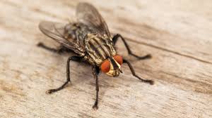 Why Am I Getting House Flies in my Home? | Household Pests