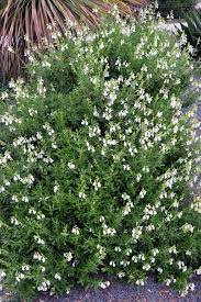 Salvia Greggii Texas Wedding Salvia Greggii Salvia Cottage Garden Plants