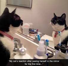 Animals Looked At Their Reflection 20 Funny Pictures Funnyfoto Funny Animals Funny Animal Pictures Kittens Funny