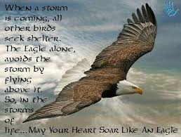 Be An Eagle Soar Above Eagles Quotes Eagles Eagle