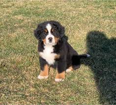 Bernese mountain dogs are great with children and will protect their loved ones. Peachtree Bernese Mountain Dogs Home Facebook
