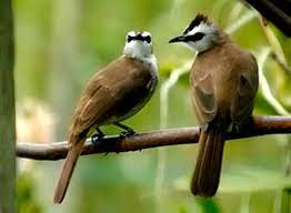 Namun para kicaumania lebih menyukai burung trucukan ketimbang kutilang, karena suaranya bisa ngeropel bak cucakrawa, dan gaya buka sayapnya yang khas. Download Mp3 Suara Burung Trucukan Untuk Masteran Dan Kicauan Gemar Ternak Dan Kicau Burung