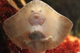 Yes Baby Stingrays Have Feet Baby Stingray Stingray Most Beautiful Animals