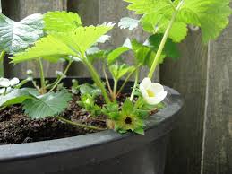 No (129) yes (145) fits housing diameter. The Farm In My Yard Kim Carlisle S Tips Toward Better Gardening