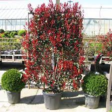 Prune photina hedges at least twice a year for best results. Buy Photinia Fraseri Red Robin Compacta Instant Hedging Plants Large Trellis Hedging Photinia Hedging Online Cheap Photinia Plants Buy Photinia Red Robin Compacta Uk