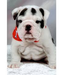 Get a boxer, husky, german shepherd, pug, and more on kijiji, canada's #1 daphne's lovely litter of 8 purebred english bulldog puppies born january 19! Cutest Baby English Bulldog Puppy Journal Buy Cutest Baby English Bulldog Puppy Journal Online At Low Price In India On Snapdeal