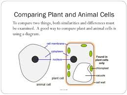Check spelling or type a new query. Part Of The Patterns In Nature Module Biology In Focus Preliminary Course Patterns In Nature Topic 4 Cell Structure And Functioning Ppt Download