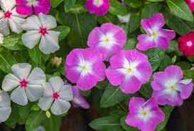 Pin On Flowers