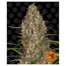 In this post, i'll tell you exactly why gg#4 won several awards across the united states. Glue Gelato Auto Ganjafarmer Com