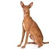 They make excellent companion dogs. Https Encrypted Tbn0 Gstatic Com Images Q Tbn And9gcswgsylz9v 4azur 6fftc7snjesa8gtopiauugdwynlg Yvx14 Usqp Cau
