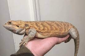 Bearded Dragons How Big Do They Get