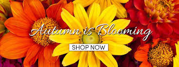 Maybe you would like to learn more about one of these? Flower Delivery In Birdsboro Pa Same Day Flower Delivery For All Occasions