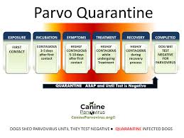 Despite label claims on disinfectants, parvovirus remains almost impossible to completely remove from the environment. Quarantine Guide How Long Should A Dog With Parvo Be Isolated Chart