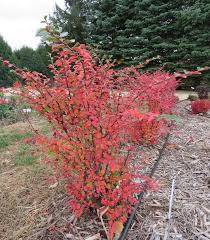 Image result for Cotoneaster