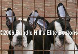Dog breeds with long hanging ears, such as basset hounds and cocker spaniels, are among those with the highest risk of getting ear infections checking the health of your dog's ears is something you should be doing on a regular basis. Techniques On Taping Puppy Ears To Stand Clear Instructions Puppy Ears Boston Terrier Dogs Ears