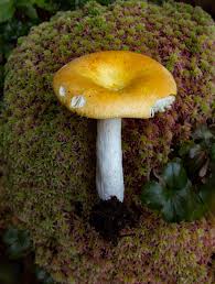 Image result for Chlorosplenium chlora