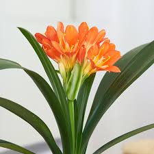 Image result for Clivia miniata