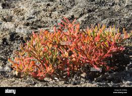Image result for Sesuvium portulacastrum