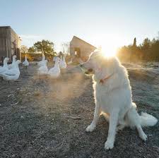 We hatched ducks from gold shaw farm. Gold Shaw Farm Toby The Dog That Guards Geese Facebook