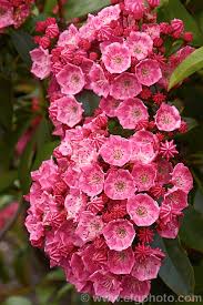 The fruit is described as a. Kalmia Latifolia Sarah Photo Royalty Free Kalmia Stock Image Cfgq902 Jpg