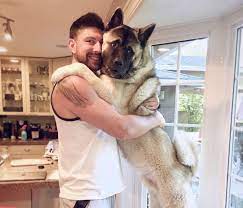 When exhibited at shows, akitas are judged in accordance with the akc akita breed standard which was developed by the aca and approved by its members Akita Dog Breed Information Guide Quirks Pictures Personality Facts Barkpost