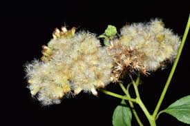 Image result for Microglossa