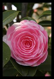 Camelia Beautiful Pink Flowers Beautiful Flowers Most Beautiful Flowers