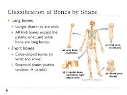 Choose from 500 different sets of flashcards about long bone diagram on quizlet. Bell Work 5 Minutes From The Bell Ppt Download