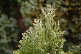 Image result for Chamaecrista plumosa