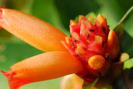 Ginger Insect Problems Tips On How To Manage Ginger Pests Ginger Plant Ginger Flower Growing Ginger