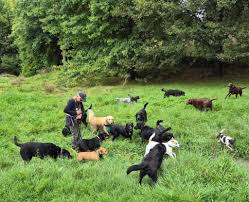 DOGS DAY OUT GIZZY added a new photo.