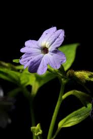 Image result for Browallia americana