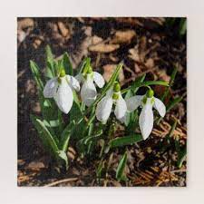 Snowdrops In The Sunshine Jigsaw Puzzle Zazzle Com Spring Diy Flower Gift Make Your Own Puzzle