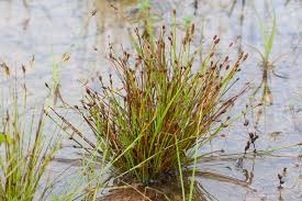 Image result for Hexasepalum flavescens