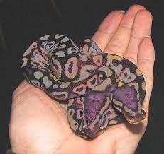 Memorable Charms Square Shape Pretty Snakes Snake Cute Reptiles