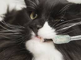 Older cats and certain breeds, including. What You Should Know About Kitten Teeth And Dental Care