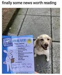 This classic meme features riley, the lucky bichon frise with the awesome birthday party and a look on his face. Good Job Charlie Album On Imgur