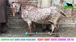 Find out the latest happenings about the qurbani of camel ! 671 Biggest Bakra Qurbani Wazan 300 Kg Qudrat Ka Anmol Tohfa Video Dailymotion
