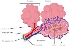 How Does The Excretory System Maintain Homeostasis Biology Dictionary