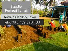 Rumput gajah paitan sering juga disebut dengan rumput gajah biasa, rumput ini sering digunakan dalam proses pembuatan lapangan sepakbola amatir. Pin Di Jual Rumput Gajah Mini Jember Tlp 62 857 3259 0133 Andika Garden Lawn