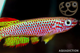 Image result for Hua gabonii