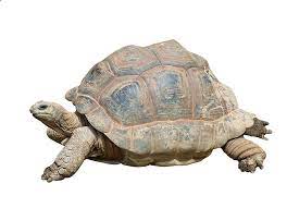 Gambar Gratis Di Pixabay Kura Kura Reptil Pet Turtle Cute Reptiles Animals