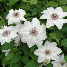 Miss bateman clematis for sale. Miss Bateman Clematis Plants For Sale Free Shipping