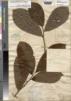 Image result for Octolepis