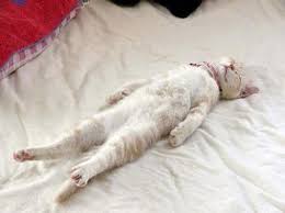 40 Cats Who Deserve Olympic Medals For Their Ability To Nap Literally Anywhere Cat Sleeping Positions Cat Sleeping Cats