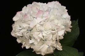 Check spelling or type a new query. Antique Pink Hydrangea Flowers 14 Stems J R Roses Wholesale Flowers