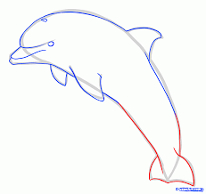 Drawing Dolphins Tutorial How To Draw A Jumping Dolphin Step 7 Dolphins Dolphin Facts Dolphin Drawing