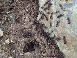 No need to register, buy now! Antstore Ameisenshop Ameisen Kaufen Camponotus Ligniperdus Ligniperda
