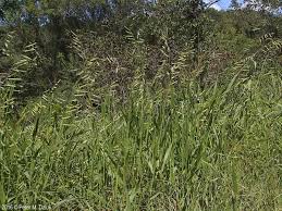 Image result for Eriochloa