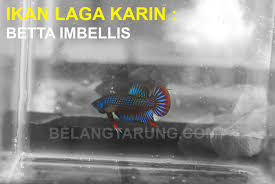 Tetapi paling popular pada waktu itu ialah menangkap. Kenali Ikan Laga Liar Betta Imbellis Karin Dari Pengalaman Zaman Kanak Kanak Some Bullet For Your Head